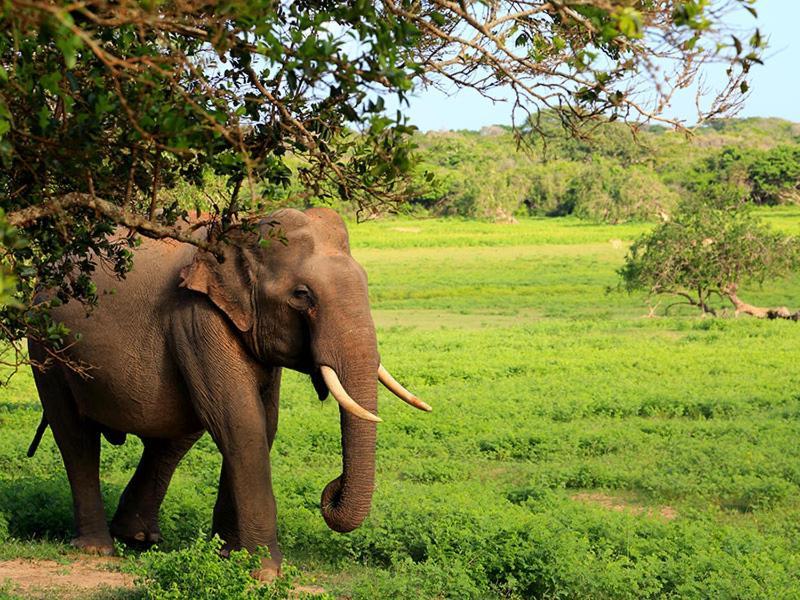 Yala Leopard Mobile Camp Hotel Exterior photo