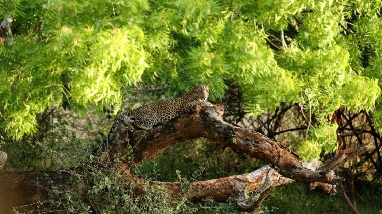 Yala Leopard Mobile Camp Hotel Exterior photo